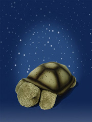 twilight turtle